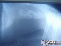 小狗需不需要吃骨骼