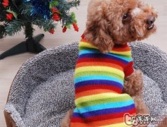 小狗防寒保暖的常见问题