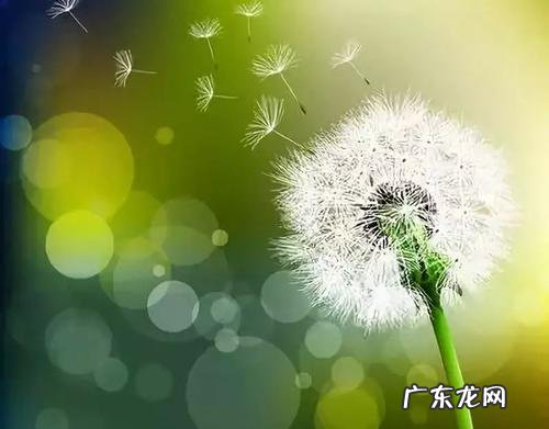 薰衣草的象征人生意义 蒲公英的象征人生意义