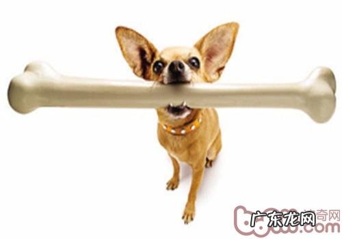 给狗狗啃骨头前必知