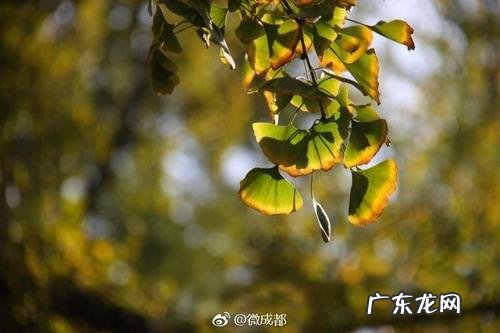 赞美银杏树叶的一段话 赞美银杏的诗文