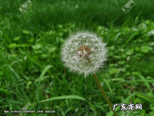 蒲公英的变化过程动画 蒲公英的变化过程描写