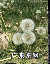 蒲公英的变化过程动画 蒲公英的变化过程描写