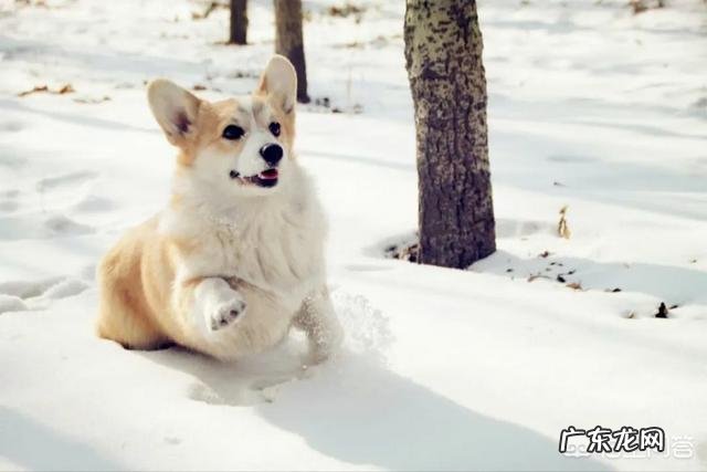 柯基能坐下吗,新手如何养柯基?