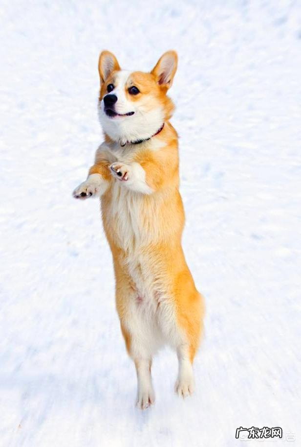 柯基能坐下吗，新手如何养柯基？