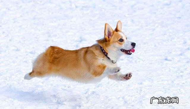 柯基能坐下吗,新手如何养柯基?