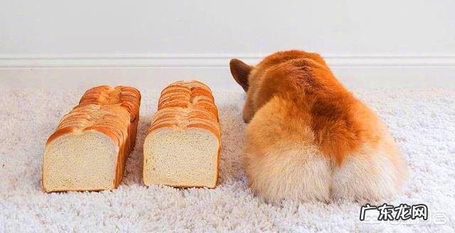 柯基能坐下吗，新手如何养柯基？