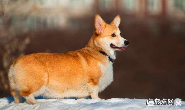 柯基能坐下吗，新手如何养柯基？