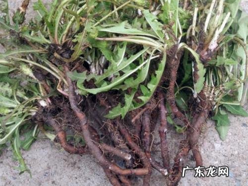 蒲公英的功效与作用 蒲公英根的功效与作用