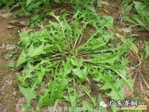 蒲公英的功效与作用 蒲公英根的功效与作用