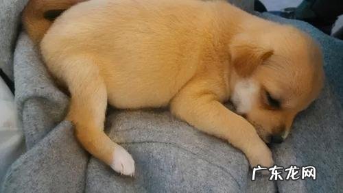 小狗忽然过了一会儿写一段话作文 小狗忽然过了一会儿写一段话