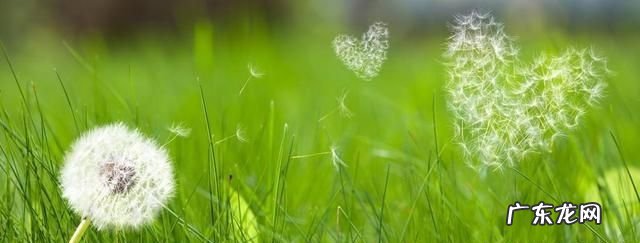 蒲公英的茎怎么描写 夏天的蒲公英怎么描写