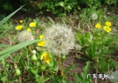 蒲公英的茎怎么描写 夏天的蒲公英怎么描写
