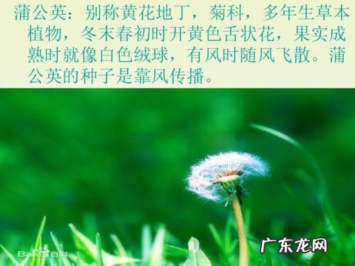 观察蒲公英作文400字四年级 观察蒲公英作文200字