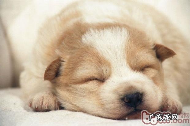 哪些自然环境能让小狗有优良的睡眠质量