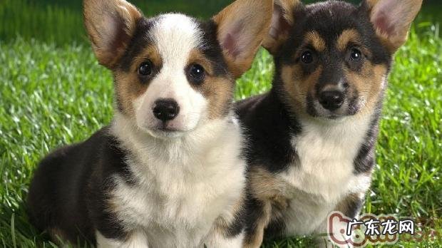 给狗狗吃糖的常见问题