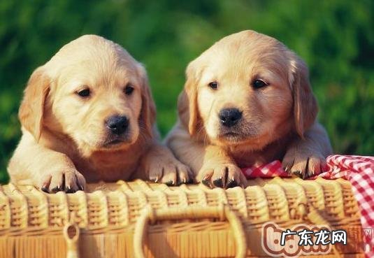 有关小狗饭量以及他饮食搭配难题