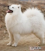 秋天别让小狗太嘴馋