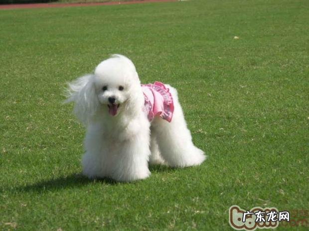 工薪族合适喂养的狗狗品种详细介绍