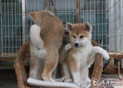 给秋田犬吃内脏器官的弊端