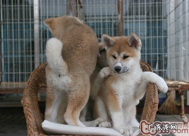 给秋田犬吃内脏器官的弊端