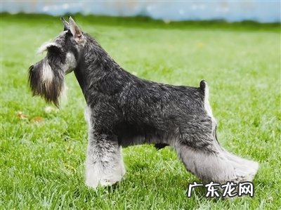 梗类拨毛专业知识详细说明,正确认识拨毛意识