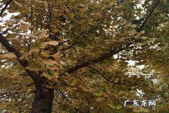 描写秋天银杏树叶子的片段 描写秋天银杏树的片段