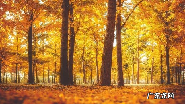 老银杏树妩媚的词语 银杏树词语摘抄