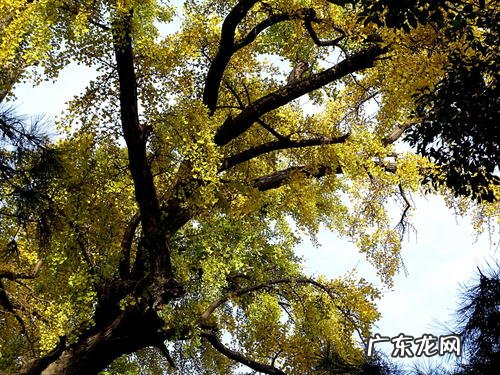 景物描写100字初中 银杏树的景物描写100字