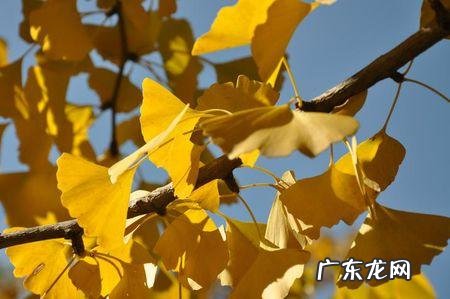 春天的银杏树长什么样子图片 银杏树长什么样子图片