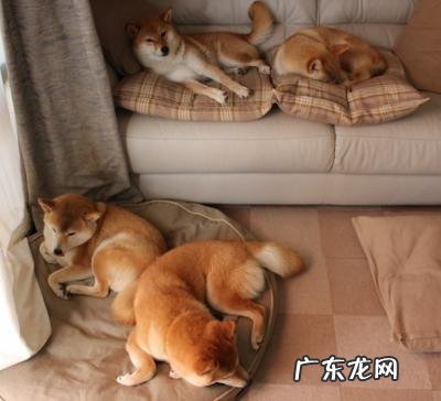 怎么瘦小腿,肌肉腿!!!急!!!