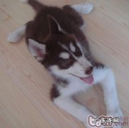 什么状况不适合狗狗洗澡