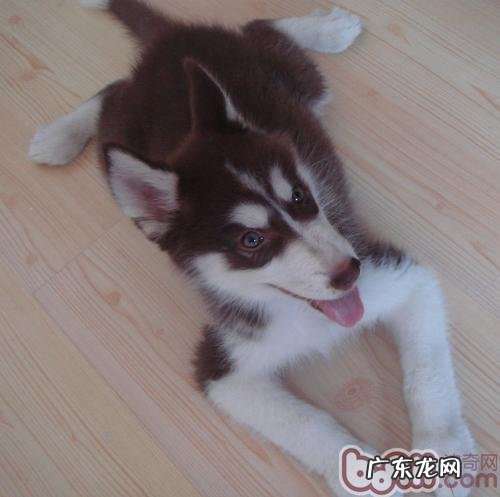 什么状况不适合狗狗洗澡