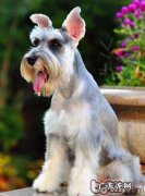 如何正确的喂养雪纳瑞幼犬