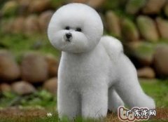 比熊掉毛的缘故及预防