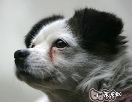 小狗泪斑的解决方式