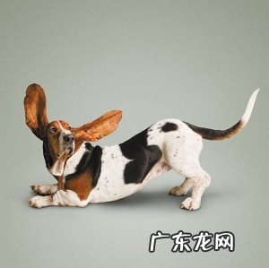 冬天,小狗必须留意的事