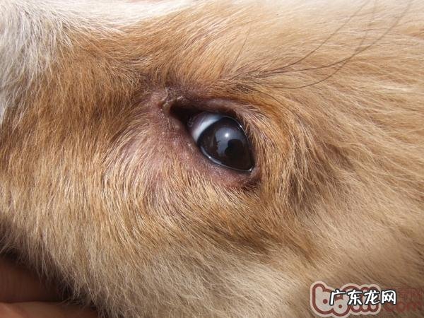 冬天,小狗必须留意的事