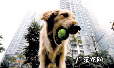 户外养宠物的常见问题