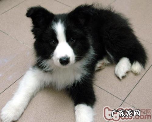 如何清洗小狗外在形状