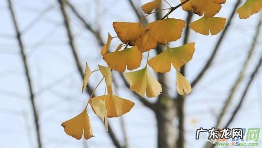 秋天的银杏树景色作文 怎么写银杏树的景色