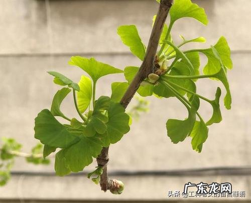 秋天的银杏的细节描写 春天的银杏的细节描写