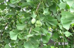 描写银杏树的片段开头 描写银杏树的片段