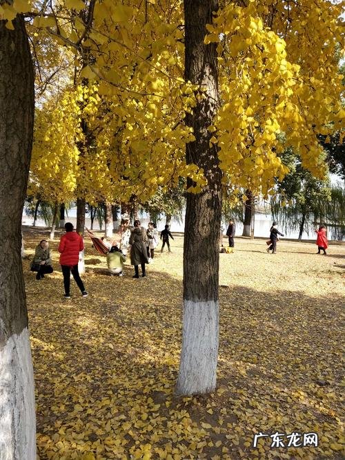 又一年银杏树黄了说说 银杏树黄了的优美说说