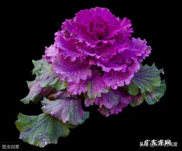 早春想种植羽衣甘蓝，该如果栽培