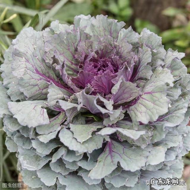 早春想种植羽衣甘蓝，该如果栽培