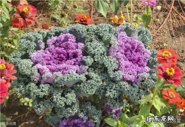 早春想种植羽衣甘蓝，该如果栽培