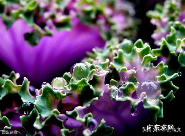 早春想种植羽衣甘蓝，该如果栽培