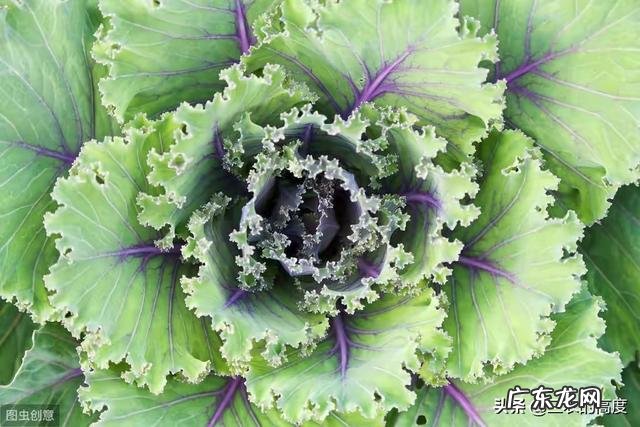 早春想种植羽衣甘蓝，该如果栽培