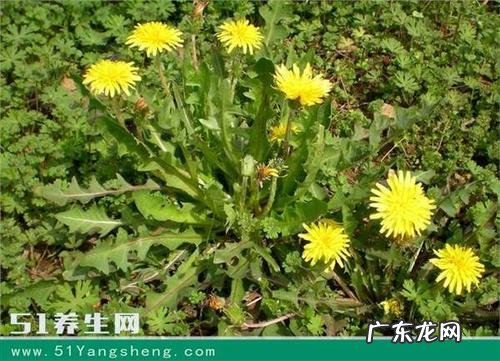 蒲公英长的什么样子 蒲公英外形